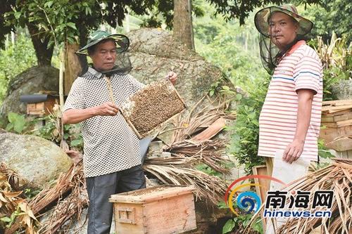 中国侨网北大村村民在打理蜂蜜。通讯员 陈王丽 摄
