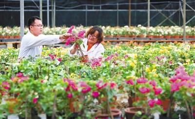 中国侨网5月16日，两位科研人员正在苗圃整理花卉种苗。本报记者苏晓杰 通讯员林红生 摄