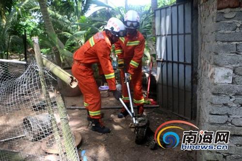 中国侨网消防官兵在村民家养鸡场抓捕大蟒蛇。通讯员 任荣飞 摄