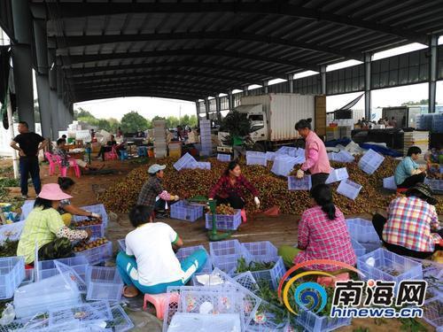 中国侨网工人们在打包荔枝。（南海网图片）