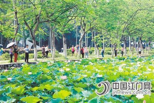 中国侨网荷花池吸引了不少市民前来观赏(小图为盛开的荷花)。