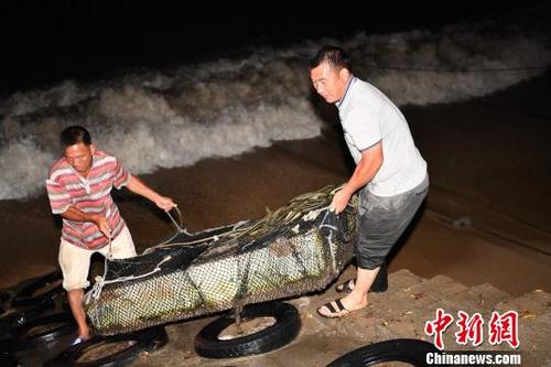 中国侨网深圳南澳渔民应战台风“苗柏”来袭 陈文 摄