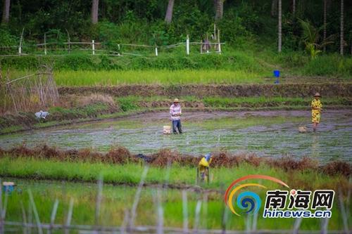 中国侨网6月21日，万宁市龙滚镇村民在田间进行晚稻插秧，据了解，当日是农历二十四节气中的立夏，正是晚稻插秧苗的好时节，海报全媒体中心记者 袁琛摄