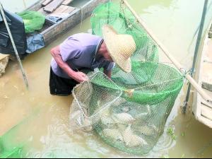 中国侨网渔民对渔获进行分拣。