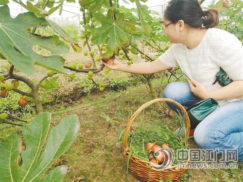 中国侨网一个个泛着胭脂红的无花果挂在矮矮的果树上，个头和鸡蛋差不多。