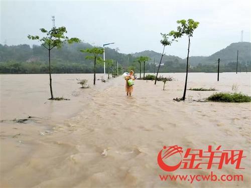 中国侨网新潮村道路两边水稻田被淹没