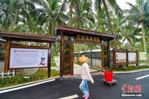 中国侨网资料图,龙楼镇好圣村专为村民饲养文昌鸡而建设的文昌鸡养殖园。 中新社记者 骆云飞 摄