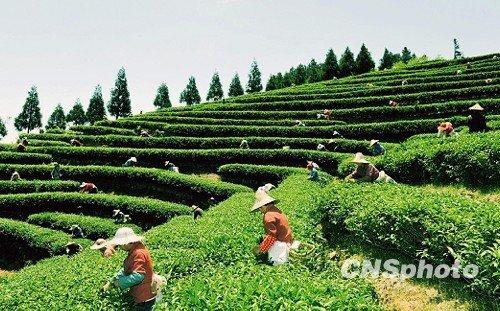 中国侨网资料图,茶园。