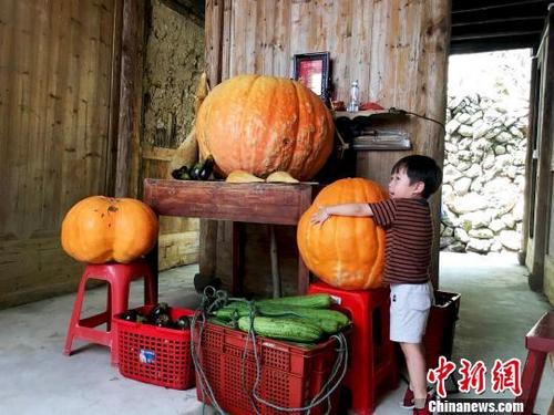 中国侨网图为民宅里摆放的巨型南瓜。　林衍　摄