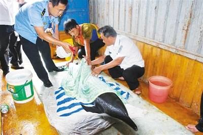 中国侨网专业救治人员正在救治海豚。见习记者 张期望 通讯员 卢裕元 摄