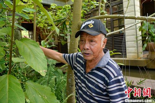 中国侨网今年73岁的印尼归侨郑文泰，从1992年起陆续投入上亿元人民币，在海南省万宁市兴隆华侨农场打造上万亩的植物王国。他所经略的兴隆热带花园，生存着4000多种植物物种，当中珍稀濒危植物60多种，可谓海南的“热带植物天堂”。他曾获评“全国归侨侨眷先进个人”、中国“侨界杰出人物”、“感动万宁十大年度人物”等荣誉。 中新社记者 洪坚鹏 摄