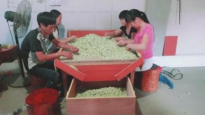 中国侨网茉莉花在送到茶厂之前，还得经历一道人工分拣的程序。