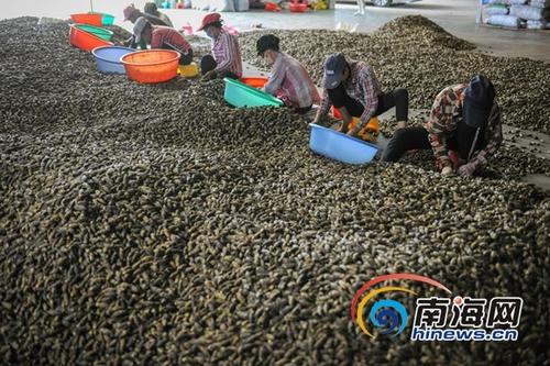 中国侨网2017年10月26日,万宁龙滚镇槟一榔加工厂,农户正在整理刚收购的槟榔。海报全媒体中心记者袁琛摄