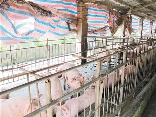 中国侨网新型职业农民利用天然饲料等,喂养出低脂无公害的狮山猪。