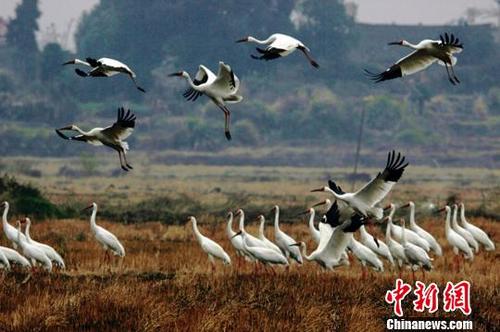 中国侨网近日，大批南迁候鸟飞抵鄱阳湖栖息越冬。12月1日摄　唐超群　摄