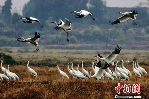 中国侨网近日,大批南迁候鸟飞抵鄱阳湖栖息越冬。12月1日摄 唐超群 摄