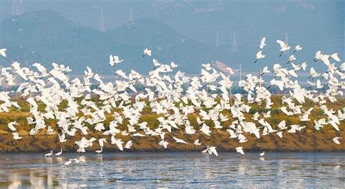 中国侨网从今年10月开始，北方数以万计的候鸟便来到银湖湾栖息过冬。 阮国志 摄 