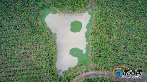 中国侨网立体生态种养,槟榔林成“绿色聚宝盆”,经济效益翻番。海报全媒体中心记者袁琛摄