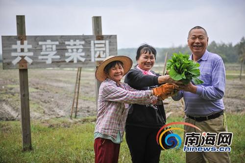 中国侨网12月27日，万宁山根镇大石岭村共享菜园迎来丰收的喜悦，第一波有机菜悄然成熟，来自新疆的候鸟老人在自己租种的菜园亲手播种，等来享受丰收的喜悦和美妙的田园生活。海报集团全媒体中心记者袁琛摄