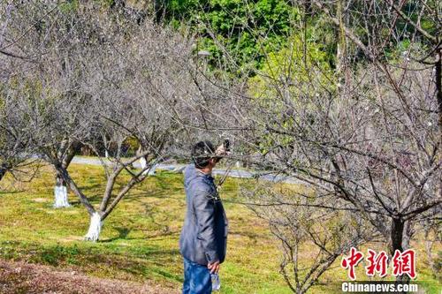 中国侨网图为广东罗浮山的梅花园成为游客的观景热点。　刘艳如　摄