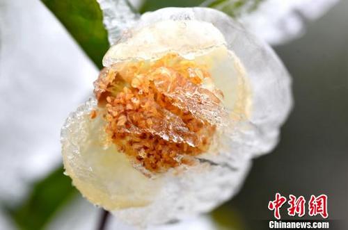 中国侨网冰雪中绽放的山茶花。　龚普康　摄
