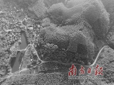 中国侨网云勇村将引入旅游休闲养生产业，建设成为具有岭南特色的美丽乡村。图为云勇村。  