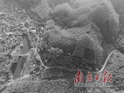 中国侨网云勇村将引入旅游休闲养生产业,建设成为具有岭南特色的美丽乡村。图为云勇村。