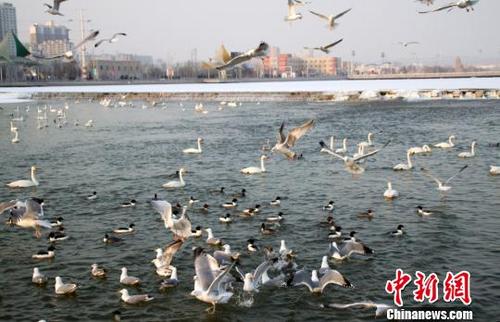 中国侨网2月5日，600余只越冬禽鸟或站立在冰面上昂首挺胸，嗷嗷鸣叫着扇动羽翅；或欢快地在水中翻滚抖动。　杨厚伟　摄