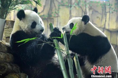 中国侨网2月11日，龙凤胎大熊猫“星语”“星愿”亮相福建泉州海丝野生动物世界熊猫家园。　林楷煜　摄