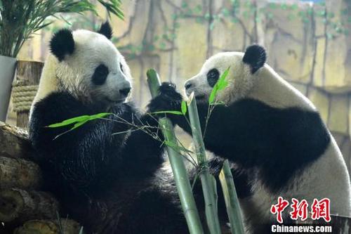 中国侨网2月11日,龙凤胎大熊猫“星语”“星愿”亮相福建泉州海丝野生动物世界熊猫家园。 林楷煜 摄