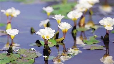 中国侨网水菜花绽放成“花河”。