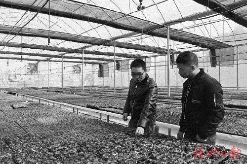 中国侨网陈学峰（左）在大棚里查看食虫植物种植情况。