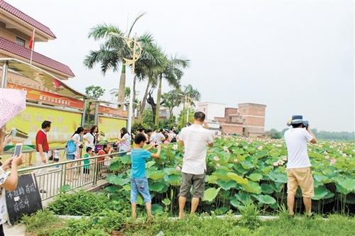 中国侨网众多游客慕名前来观赏下丽村的荷花。