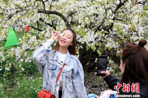中国侨网游人在梨花树下拍照留念。　洪刚　摄