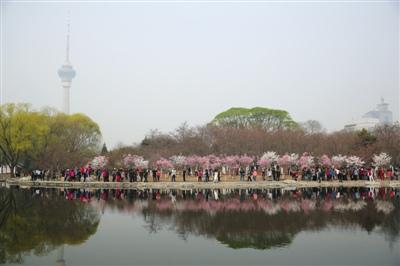 中国侨网 昨日(3月27日),玉渊潭第30届樱花文化活动季开幕,市民在公园内欣赏拍摄早樱。新京报记者 侯少卿 摄