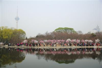 中国侨网 昨日（3月27日），玉渊潭第30届樱花文化活动季开幕，市民在公园内欣赏拍摄早樱。新京报记者 侯少卿 摄