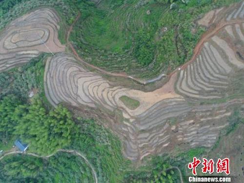 中国侨网 4月25日,航拍江西遂川梯田。从高处远眺,梯田千层万阶,形随山变,田中水映着天空,映着躬耕的农民和犁地的水牛,勾勒出一幅绝美的田园山水画卷。 凡飞扬 摄