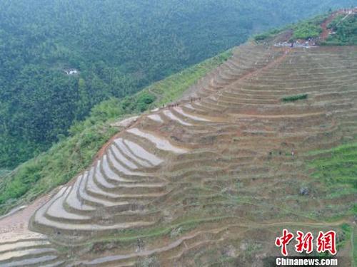 中国侨网4月25日，航拍江西遂川梯田。 苍穹之下，耕作的农夫与“梯田、蓝天、水面、薄霭、老牛”浑然一体，勾勒出一幅幅天人合一的田园山水画。　凡飞扬　摄