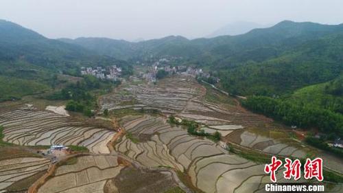 中国侨网4月25日，航拍江西遂川梯田。　凡飞扬　摄