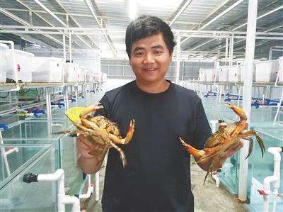 中国侨网万宁返乡大学生卓齐辉探索自然农法生态养殖和乐蟹。本报记者 李佳飞 摄