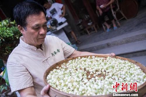 中国侨网图为福州茉莉花茶工艺传承大师高愈正在家中制作茉莉花茶。　李南轩　摄