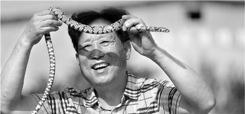 中国侨网对养蛇户来说,蛇是他们的摇钱树。
