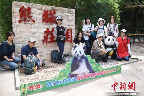中国侨网来自日本的热心“熊猫粉”在深圳野生动物园熊猫庄园合影留念　李木生　摄
