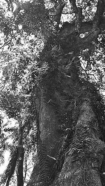 中国侨网树龄超过250年的黄桐树。