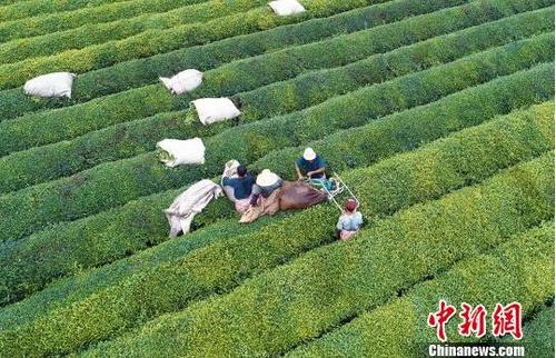 中国侨网6月14日，江西泰和垦殖场举行一年一度的夏茶开采活动，多台采茶机在一望无际的茶园采茶作业，拉开了全县夏茶开采序幕。　邓和平　摄