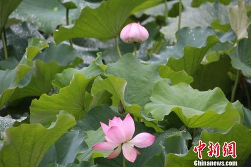 中国侨网“客家祖地”福建省龙岩市连城县塘前乡荷花盛开迎客来。 陈龙山 摄