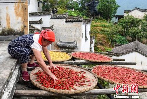 中国侨网采摘的果蔬用竹匾摆放在晒架上晾晒。 方华彬 摄