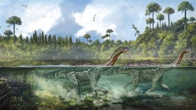 中国侨网此次发现的蜥脚类恐龙足迹群中有疑似游泳的行迹，科研团队据此绘出了恐龙游泳的复原图。本版图片/受访者提供