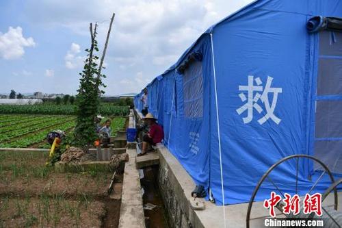 中国侨网图为通海县菜农在救灾帐篷边休息。　任东　摄