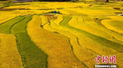 中国侨网图为航拍务川县黄都镇详川广场稻谷成熟。　田东　摄